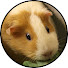 jcAjGYky4OA-channel-avatar-It's Pigs!