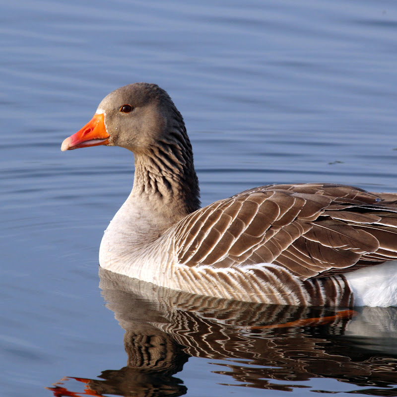 TheExplosiveGoose
