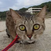 Masahiro N