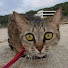 xwCiNDHkRZg-channel-avatar-Masahiro N