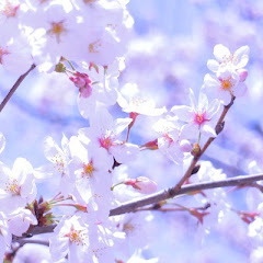 美桜姫神埼