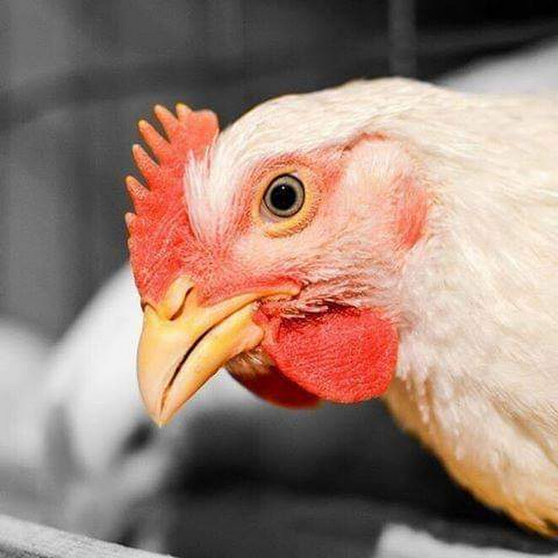 دواجن اون لاين Poultry Online