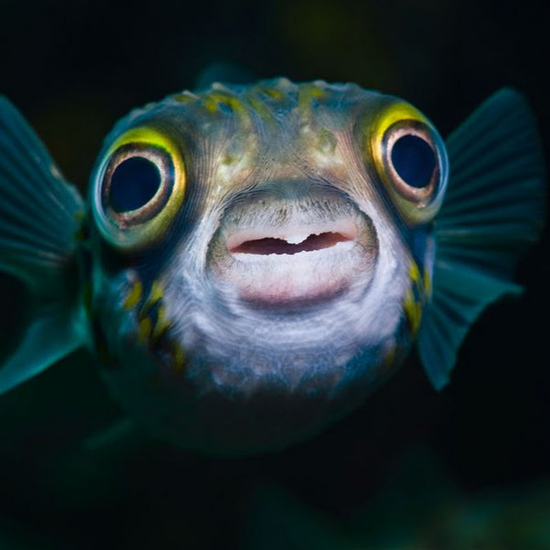 FishMaster