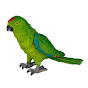 Sharpie the Parrot