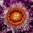 aumgD46Ud7s-channel-avatar-Element_