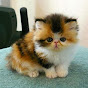 Miniature