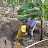 Biogas Solutions Uganda Limited