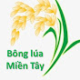 Bông lúa Miền Tây