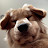 @Colordog01