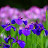 @purpleflower6571