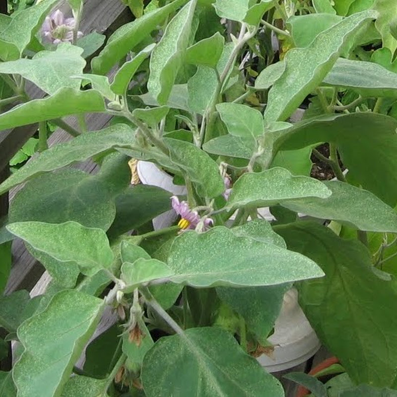 சிவம் அமுதசிவம்