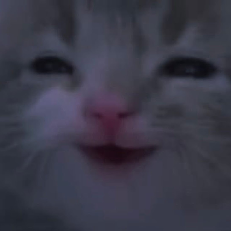 rachee icon