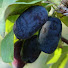1yy9Buqyr90-channel-avatar-The Honeyberry Farm