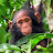 The Bulindi Chimpanzee & Community Project