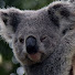 c2xIrW2Jpzk-channel-avatar-KoalaCrazeXD 106