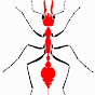 AES Australian Entomological Society Presentations logo