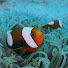 5QwVx9GsZPc-channel-avatar-fujibutterflyfish