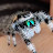 @jumpingspider0117