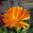 JNCsH-lAQBs-channel-avatar-Sameer Singh Garden