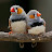 @yaseensm5688's avatar