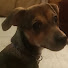 lQPMzK6GdTE-channel-avatar-Hielan Yorkie