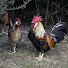 LAMVlv1vvBg-channel-avatar-The Happy Chicken Coop
