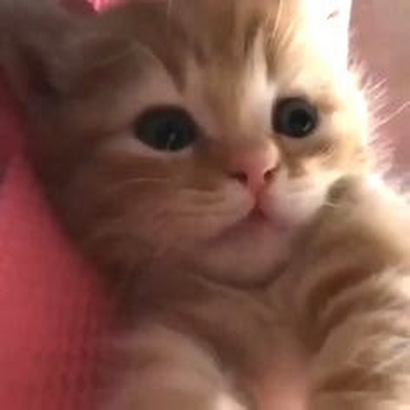 Jean-Marie chaton