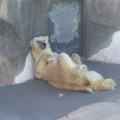 オスのシロクマアイコン画像