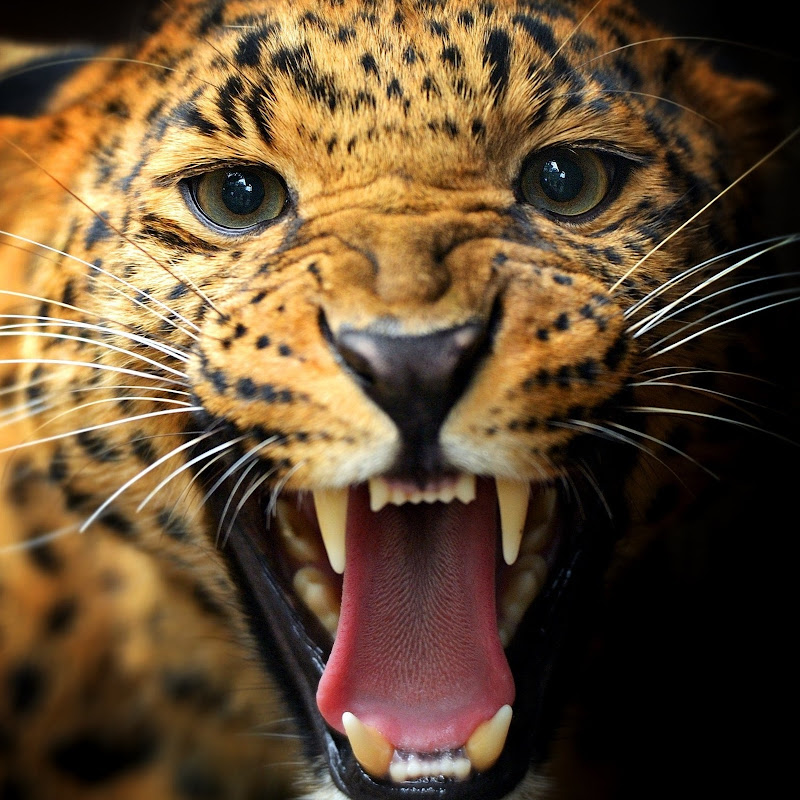 I Predator icon