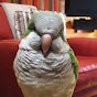 Sage - The Talking Quaker Parrot logo