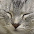 lI6J3hTb3ms-channel-avatar-TreeWood