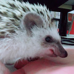 HE VEN