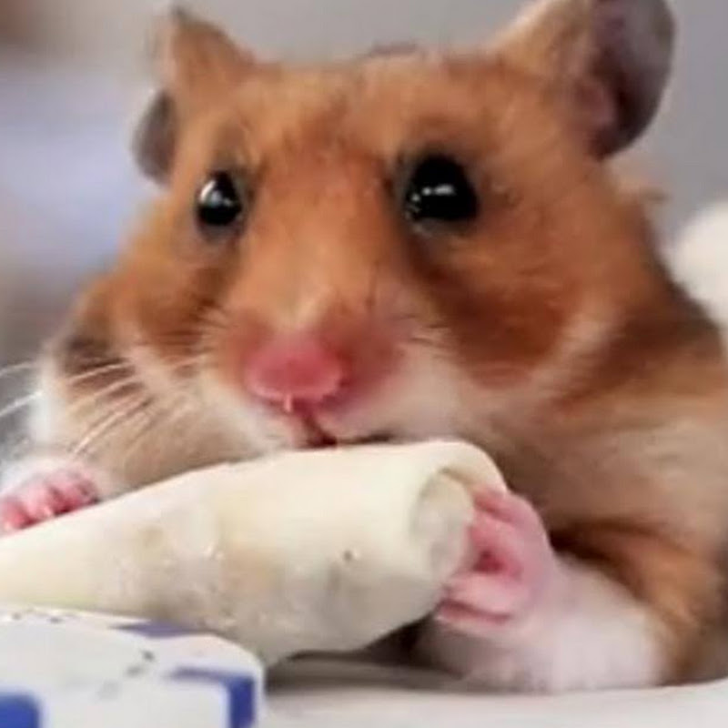 TinyHamsterOfficial