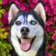 Husky Snow Pack