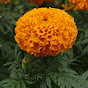 Tagetes Erecta logo