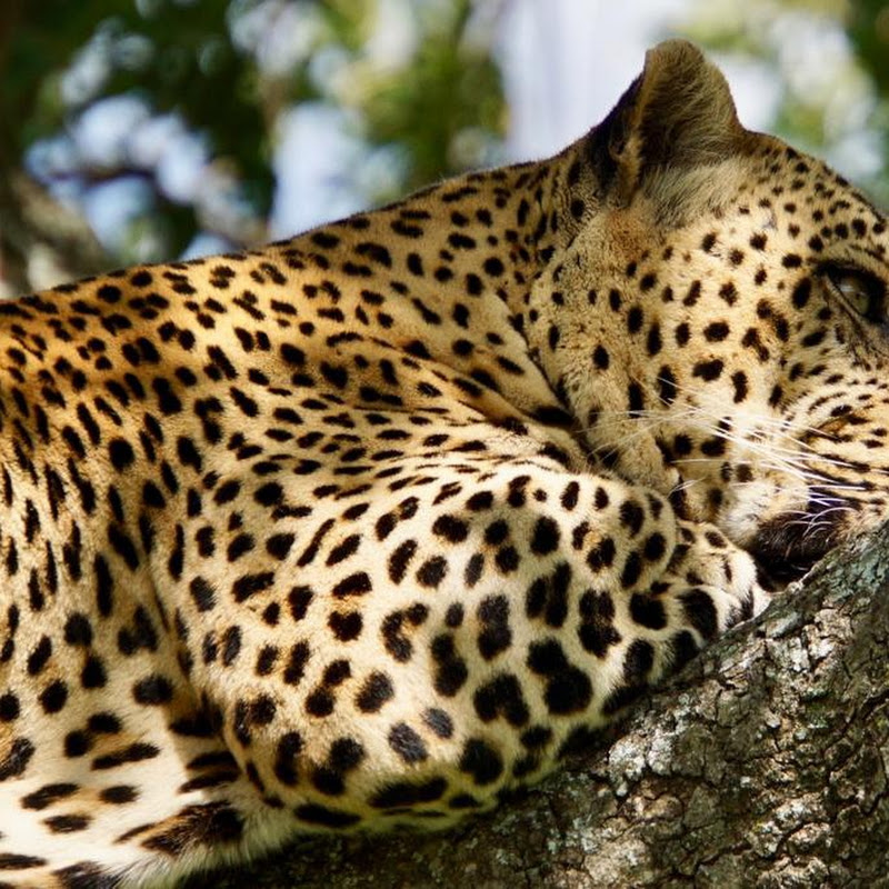 Mara Triangle Safaris