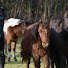 j_kP99iETgE-channel-avatar-Friends of the Dartmoor Hill Pony