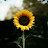 @anamikaks5022 Avatar