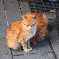 neko neko