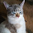 @zontvasilii2863's avatar