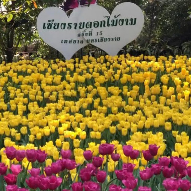 เชียงราย ดอกไม้งาม