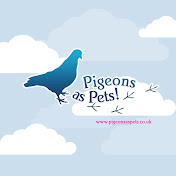 PigeonsAsPets
