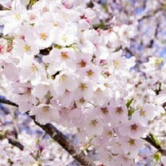 春画先channel
