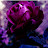 Regal Rose