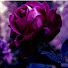 W2d0Wdn1BPU-channel-avatar-Regal Rose