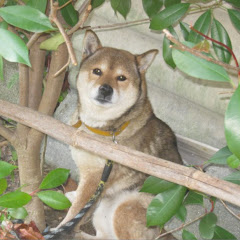 TVふたがみさん
