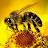 Золотые пчёлки