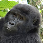 Gorilla Trekking Adventure Safaris