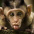 U88gdBAgsns-channel-avatar-Cute Baby Monkey