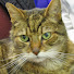 Q1ZN1oN0OcE-channel-avatar-Bradley Hills Animal Hospital